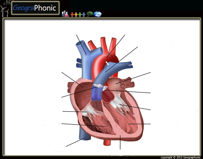 Purpose Games: Label the Heart Interactive for 9th - 10th Grade