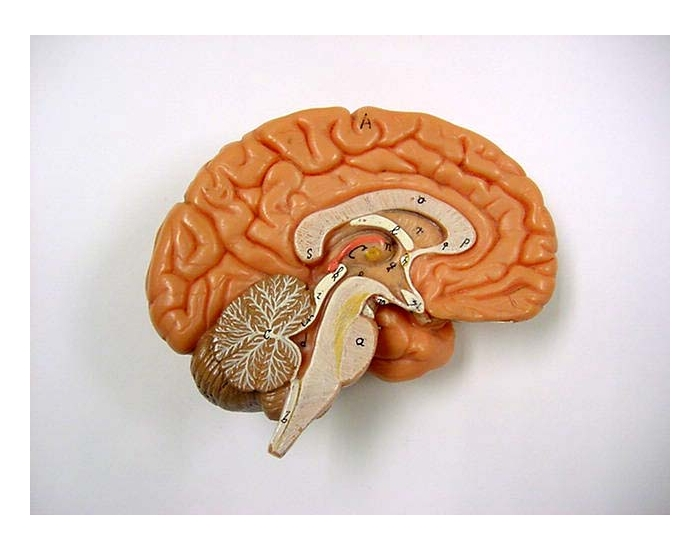 Brain Anatomy Sagittal View Quiz 5247