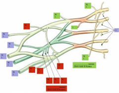 Upper limb Quizzes