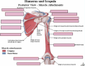 Humerus and Scapula - Posterior Muscle Attachments