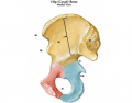 Hip Bone & Muscles: Medial View