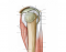 Glenohumeral joint (lateral)