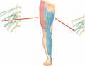 Lower Limb - Anterior Innervation