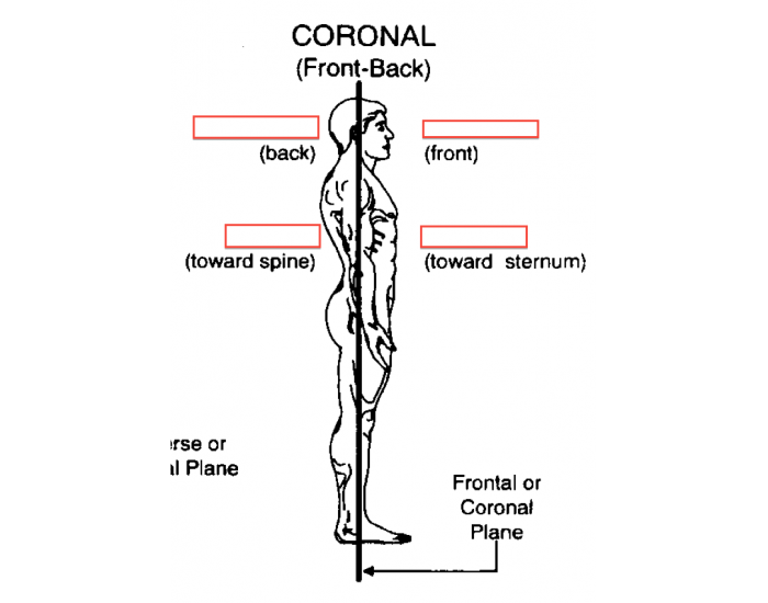 Coronal Plane Quiz Biology Diagrams