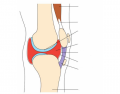 Structure of a Synovial Joint