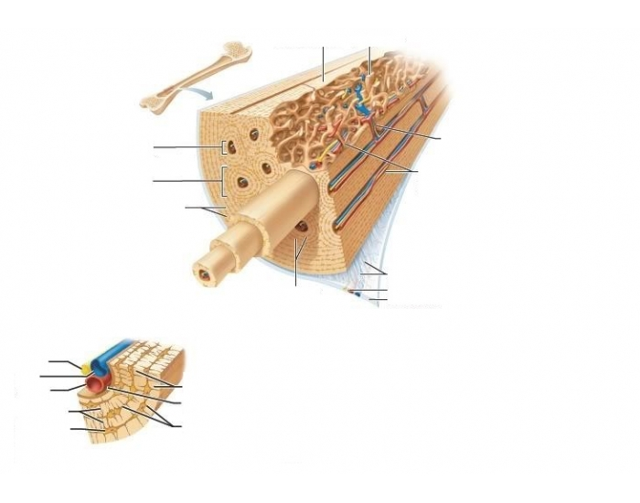 Anatomy of the Bone Quiz