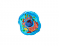 Cell organelles and their functions