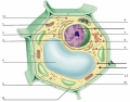 Plant Cell Functions