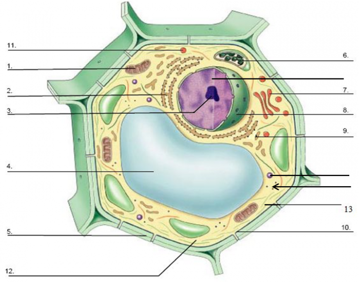 Plant Cell Functions Quiz