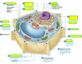 Plant Cell Parts 