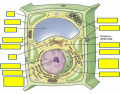 Plant Cell Cell City Analogy 