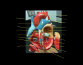 Anterior Heart Model Interior