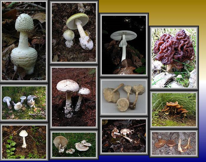 DEADLY mushrooms Quiz