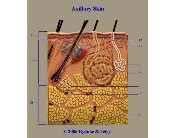 Axillary Skin Quiz
