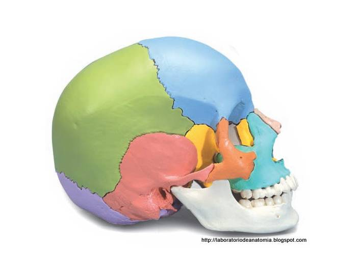 Osso do Quadril - Anatomia Quiz