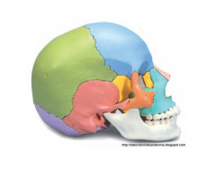 Anatomia da Base Interna do Crânio Quiz