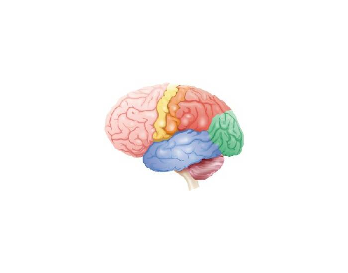 brain anatomy Quiz