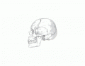 Lateral skull, latin