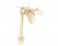 Appendicular Skeleton: Clavicle and Scapula