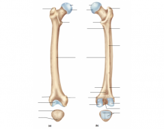 Appendicular Skeleton: Femur