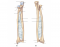 Appendicular Skeleton: Ulna and Radius