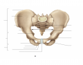Appendicular Skeleton: Pelvis