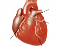 Coronary arteries: simple