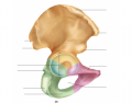 Appendicular Skeleton: Pelvis, Lateral View