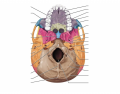 Foramina and Processes of Inferior Skull 
