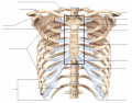 Axial Skeleton: Thorax and Sternum