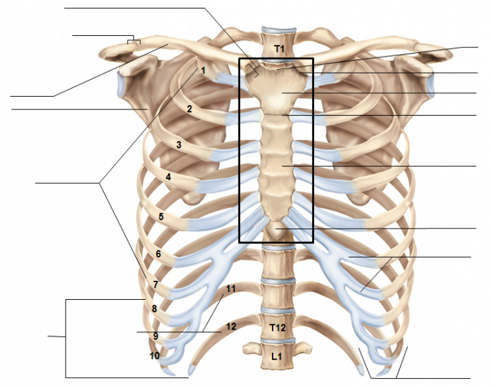 Axial Skeleton: Thorax and Sternum — Printable Worksheet