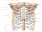 Axial Skeleton: Thorax and Sternum