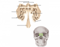 Axial Skeleton: Ethmoid Bone