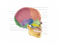 Axial Skeleton: Skull, Midsagittal Section