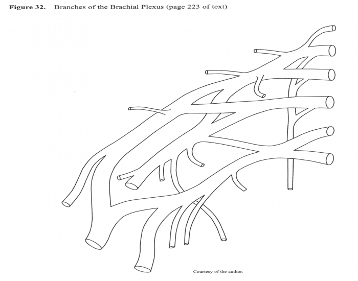 brachial plexus diagram blank