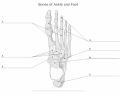 Bones of the Foot and Ankle  - KKNAPP 2015