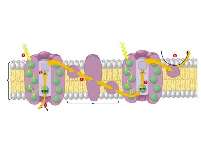 Light Rxns Flowchart Light-dependent rxns: thylakoid membrane (ADVBIO) Quiz