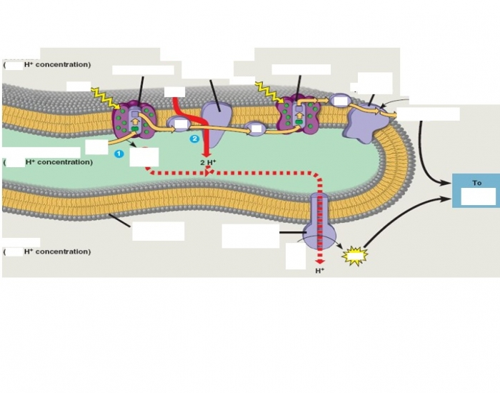 Light Rxns Flowchart Light-dependent rxns: thylakoid membrane (ADVBIO) Quiz