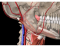 Arteries of neck