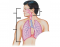 Luthy - Respiratory System