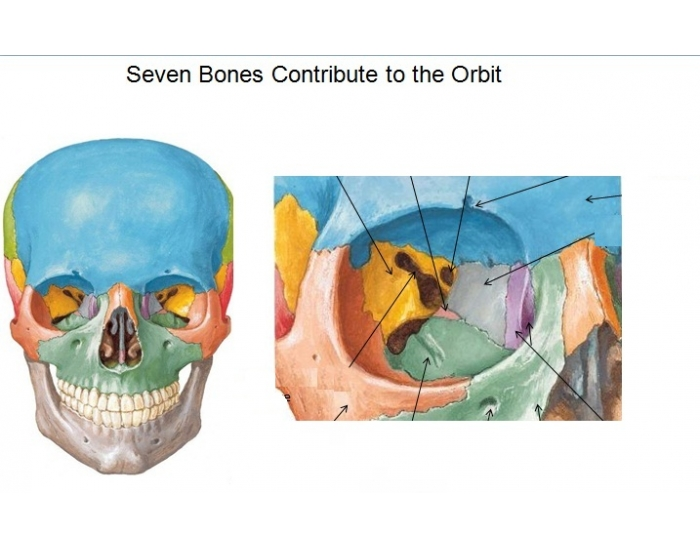 7 Bones Contribute to the Orbit Quiz