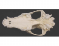 Coyote Skull Identification (Ventral)