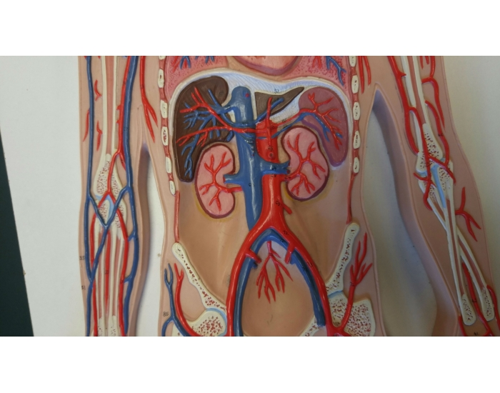 Midsection Body Area arteries of midsection of body Quiz