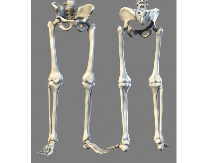 LEG ANATOMY QUIZ