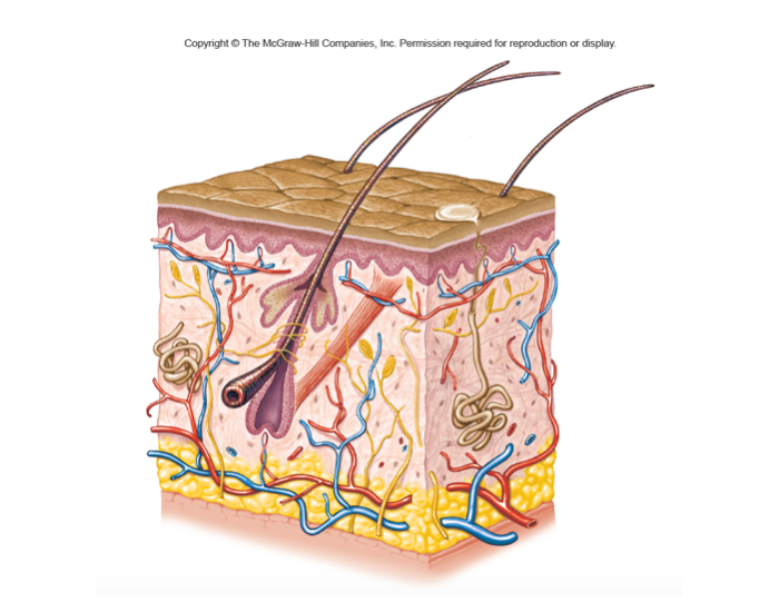 Skin Label Test Skin Anatomy Label Quiz