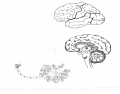 Brain and Nerve Diagram