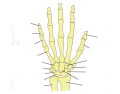 Bones of the Hand