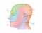 facial nerve dermatomes