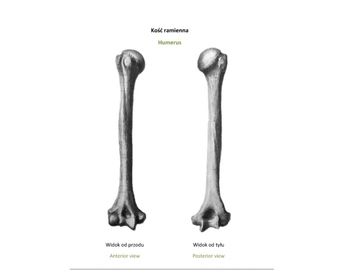 Humerus - kość ramienna Quiz