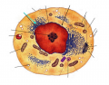 Typical Animal Cell Anatomy